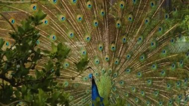  Erkek tavus kuşuna yaklaş