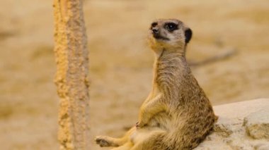 Kumda mirketleri kapatın.