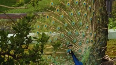 Tüyleri açık ve etrafında dönen tavus kuşlarını kapatın..