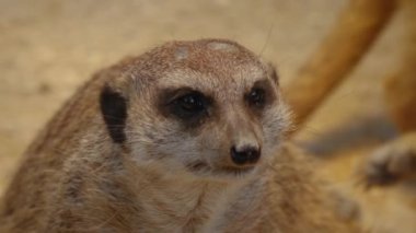 Kumda mirketleri kapatın.