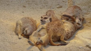 Kumda mirketleri kapatın.