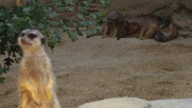 Kumda mirketleri kapatın.