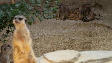 Kumda mirketleri kapatın.