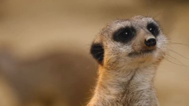 Mirketleri kapatın.