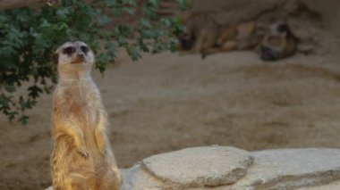 Mirketleri kapatın.