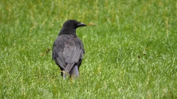 Acercamiento Cuervo Gatear Prado Volando Lejos — Vídeos de Stock