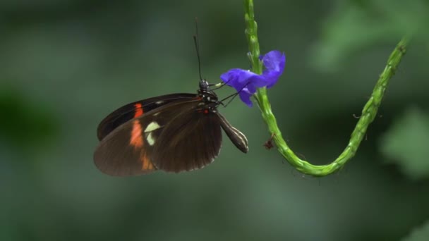Primer Plano Mariposa Negra Blanca Roja — Vídeos de Stock
