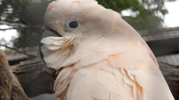 Beyaz Papağana Yaklaş — Stok video