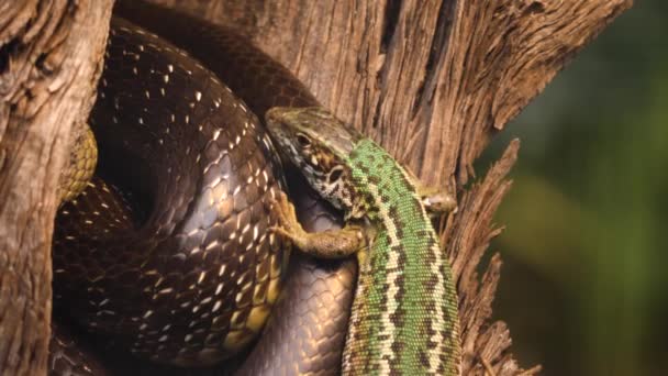 Lagarto Arrastra Sobre Una Serpiente Lado — Vídeos de Stock