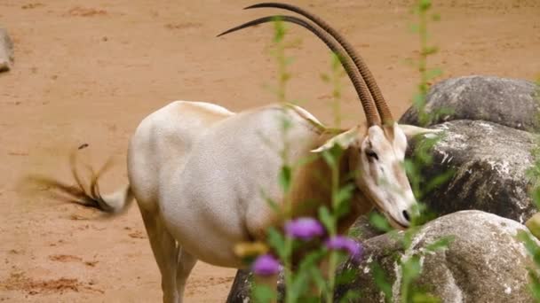 Gros Plan Antilope Oryx — Video