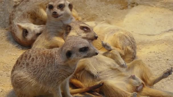Close Meerkats Areia — Vídeo de Stock