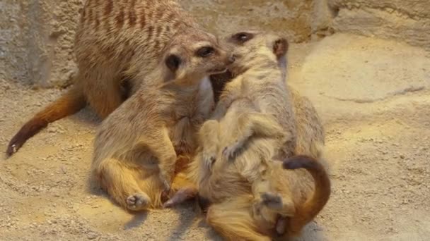 Close Meerkats Sand — Stock Video