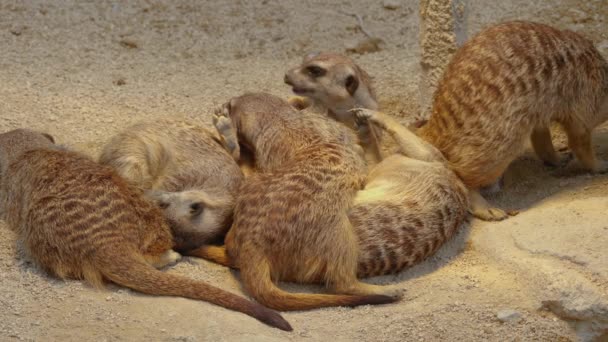 Närbild Meerkats Sand — Stockvideo