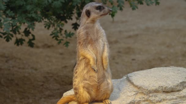 Närbild Meerkats Sand — Stockvideo