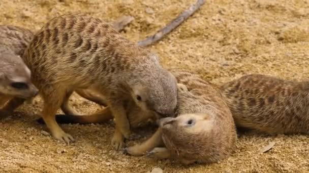 Närbild Meerkats Sand — Stockvideo