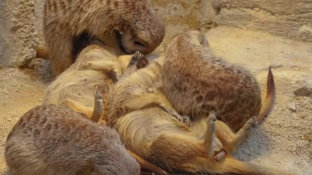 Sluiten Van Stokstaartjes Zand — Stockvideo