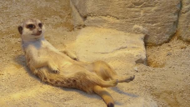 Närbild Meerkats Sand — Stockvideo