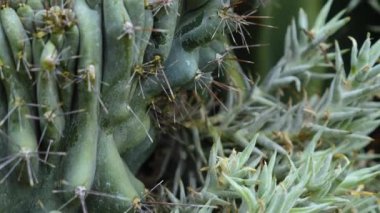  Çölde kaktüs yakın.