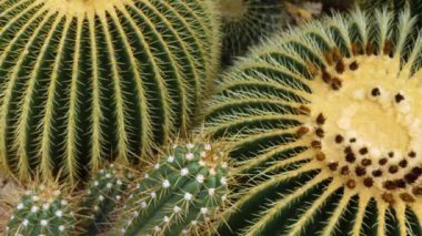  Çölde kaktüs yakın.