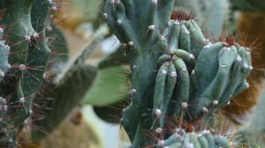  Çölde kaktüs yakın.