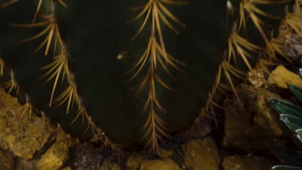 Primo Piano Del Cactus Nel Deserto — Video Stock
