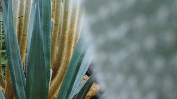 Primo Piano Del Cactus Nel Deserto — Video Stock