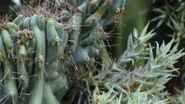 Närbild Kaktus Öknen — Stockvideo