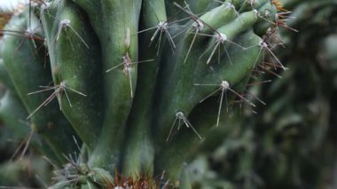 Çölde kaktüs yakın.