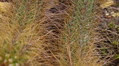 Çölde kaktüs yakın.