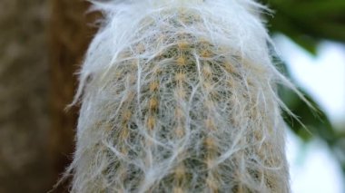 Çölde kaktüs yakın.