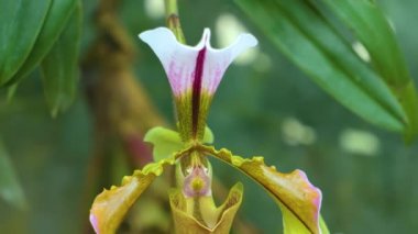 Orkide çiçeğinin kapağını kapat.