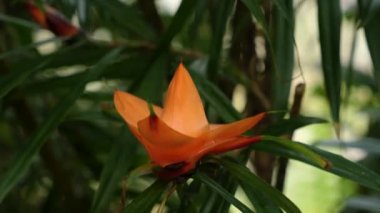 Solunda tava olan kırmızı çiçeğe yaklaş.