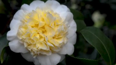 Japon kamelya çiçeğini kapatın.