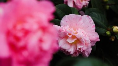 Japon kamelya çiçeğini kapatın.