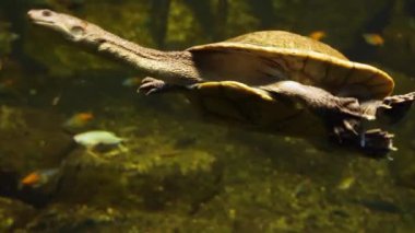 Yılan boyunlu kaplumbağa sola yüzüyor ve başka bir kaplumbağayla karşılaşıyor..