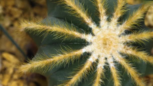 Primo Piano Del Cactus Nel Deserto — Video Stock