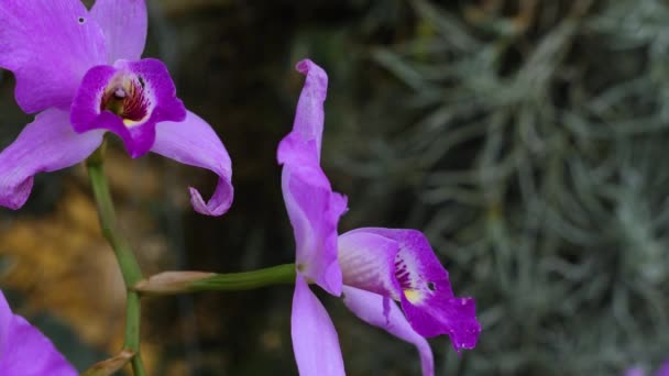Fechar Acima Orchid — Vídeo de Stock