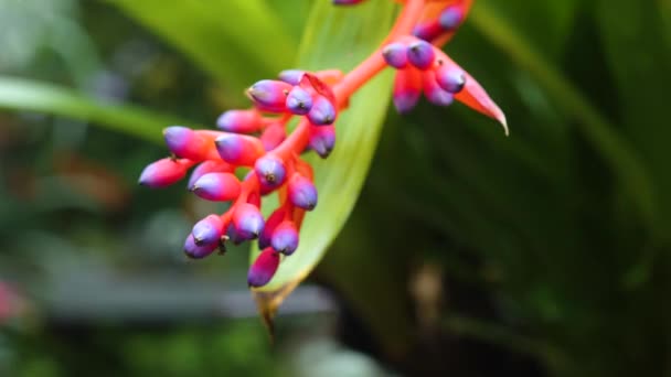 Primer Plano Flor Roja Púrpura — Vídeos de Stock