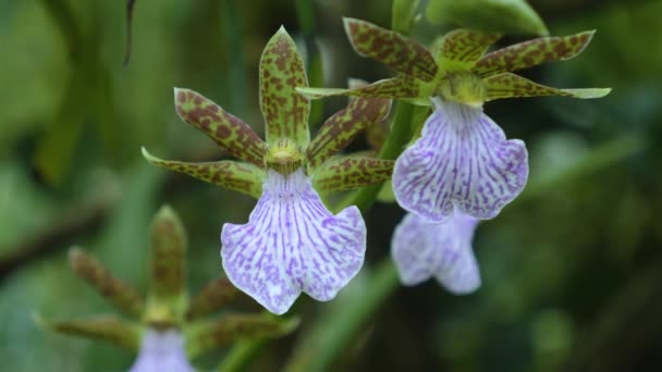 Primer Plano Orquídea — Vídeo de stock