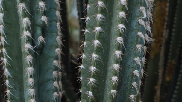 Gros Plan Cactus Dans Désert — Video