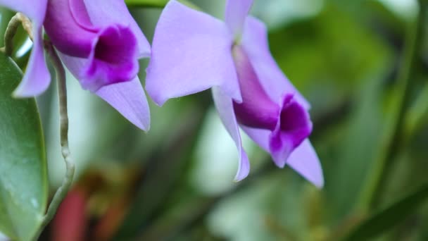 Fechar Acima Orchid — Vídeo de Stock
