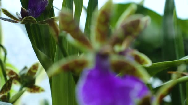 Primer Plano Orquídea — Vídeos de Stock