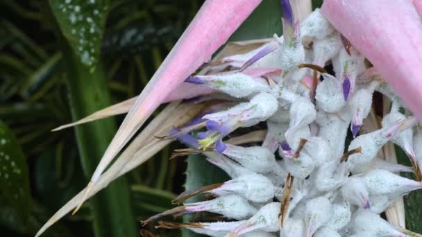 Primer Plano Flor Blanca Púrpura — Vídeo de stock