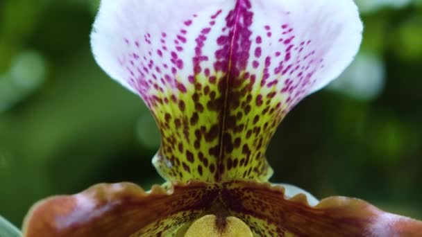 Perto Flor Orquídea — Vídeo de Stock