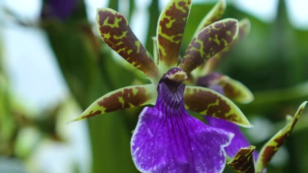 Primer Plano Flor Orquídea — Vídeos de Stock