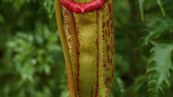 Sluiten Van Nepenthes Vleesetende Plant — Stockvideo