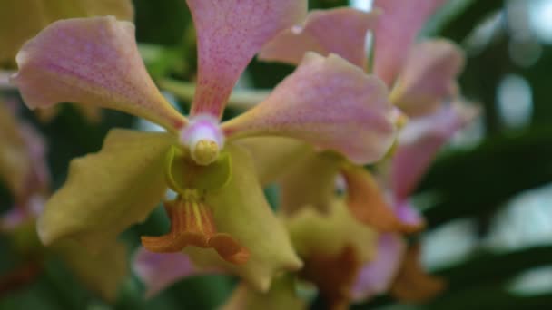 Perto Flor Orquídea — Vídeo de Stock
