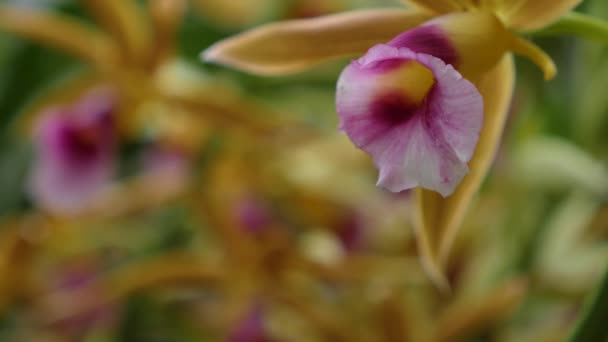 Perto Flor Orquídea — Vídeo de Stock