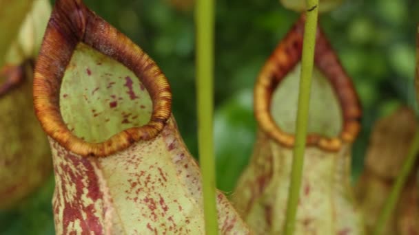 Zbliżenie Nepenthes Carnivorous Roślin — Wideo stockowe