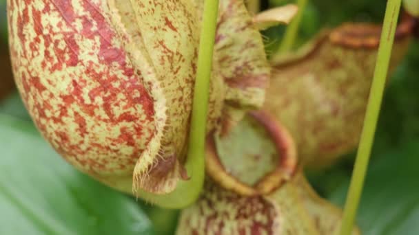 Sluiten Van Nepenthes Vleesetende Plant Met Kanteling Naar Beneden — Stockvideo